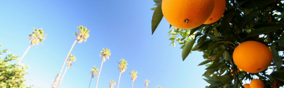 oranges_960x300